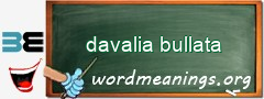 WordMeaning blackboard for davalia bullata